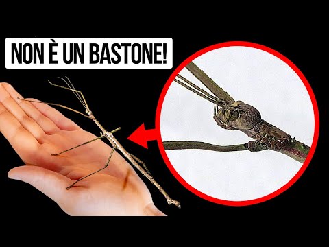 25+ Insetti Estremi Solo da Guardare, Non da Toccare!