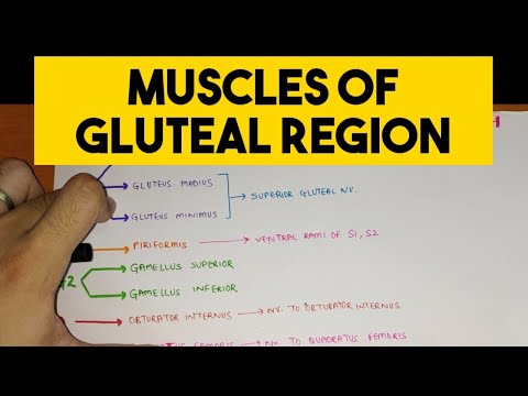 Gluteal Region - 1 | Muscles with their Nerve Supply and Action