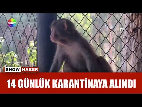 Şeker'den sevindiren haber!