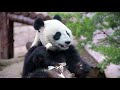 20 Amazing Wild Animals Name And Sound 2023 LION PANTHER MONKEY WOLF