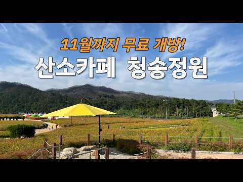 [온통청송] 4만 2천 평 청송정원에서 만나는 가을꽃 백일홍(11월까지 무료 개방)