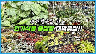 현재 인기있는 식물은 모두 갖다놓은 대박 꽃집!! 택배까지 된다고 하네요!!