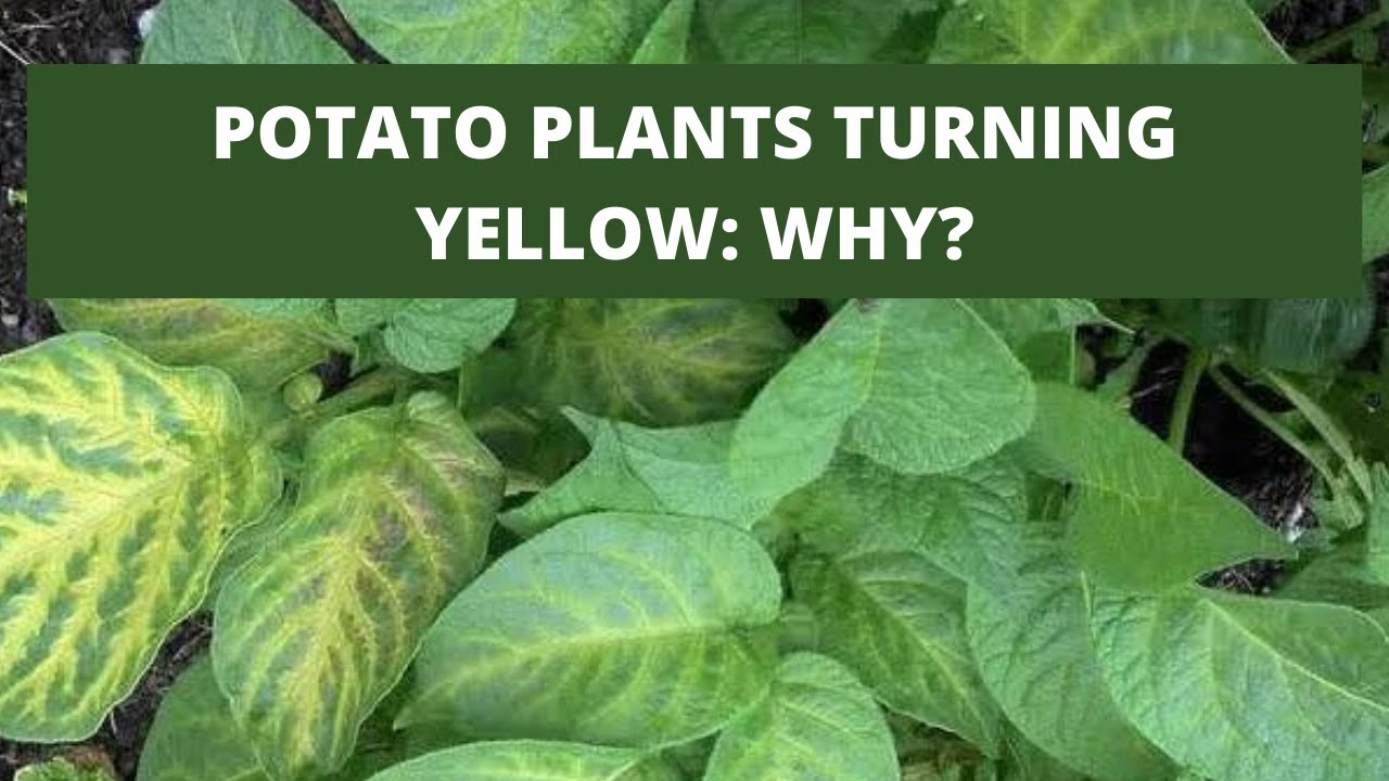 Why are my potato plants turning yellow? Ask Library