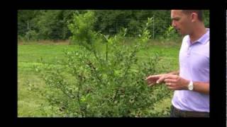 Why Small Carmine Jewel Bush Cherry Trees are So Beneficial - Gurney's Video
