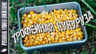 Как правильно сварить кукурузу на рыбалку