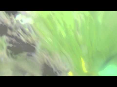 Through the flowers with Grodeck Whipperjenny