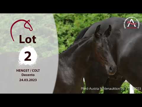 ⭐www.fohlenauktion.at⭐ Nr 2 Decento Englisch