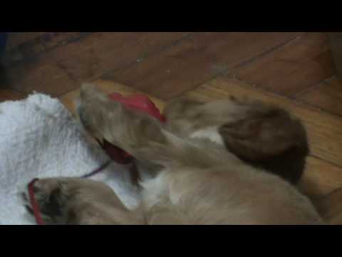 Faluchito con 52 días