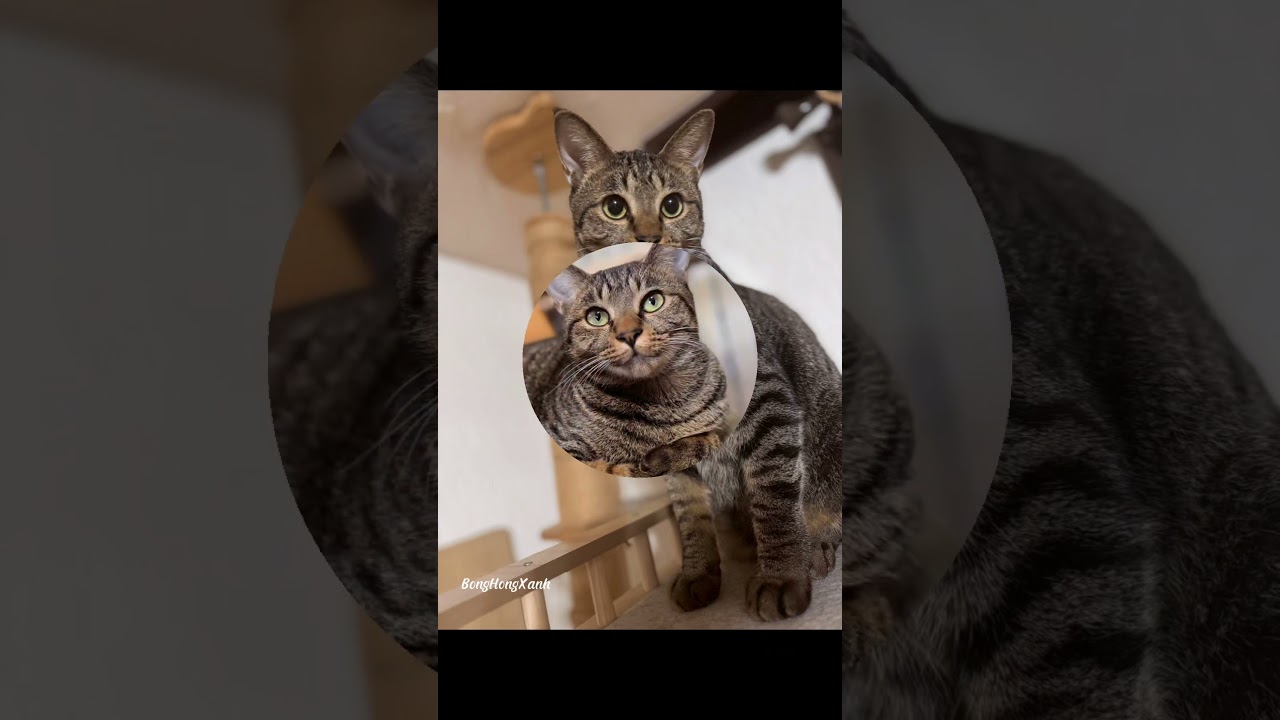 悟空 #下関市 #里親募集中 #3本足の猫#ディアンク #譲渡会