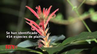 Notimex / Reserva Biocultural Kaxil Kiuic