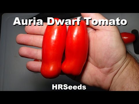 , title : '⟹ Auria Dwarf Tomato | Solanum lycopersicum | Tomato Review'