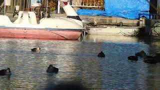 明石公園 剛の池の野鳥