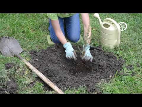 Ask an Arborist: How do I Plant Bare-root Trees?
