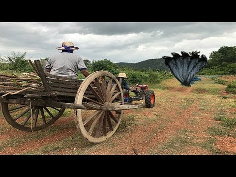 Amazing Brave Man Catch Two Big Snake Along The Road To The Mountain