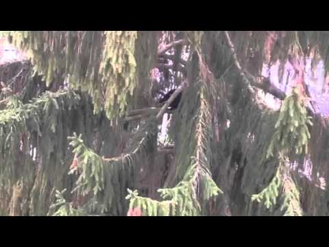 Verängstigte kleine Katze in 20m hohem Baum! (Teil 1)