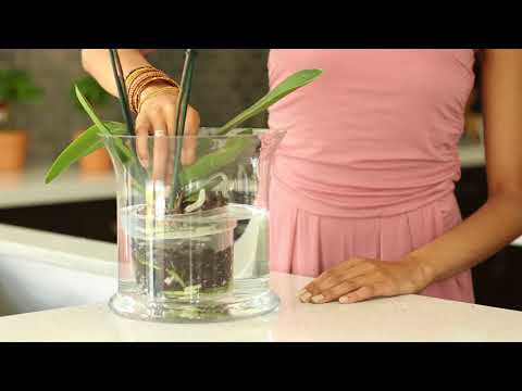 How do I water my Phalaenopsis Orchid?