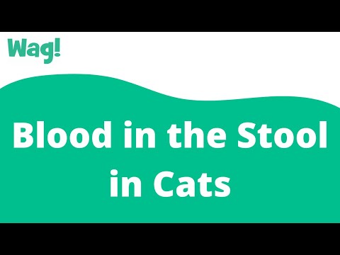 Blood in the Stool in Cats | Wag!