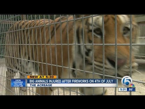 Big animals injured after fireworks on 4th of July