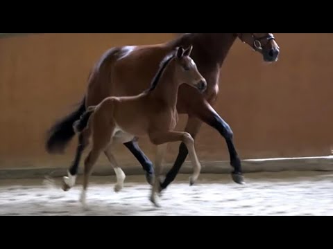 *2022 Hengst von Dimaggio Black - Floriscount SOLD!!!