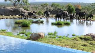 Four Seasons Safari Lodge - Wildlife in the Serengeti