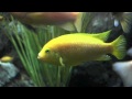 Aquarium Guadalajara 