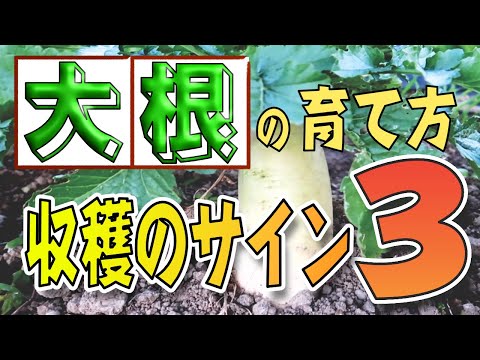 大根の収穫時期と方法は？ + 栽培、播種、メンテナンス  庭園