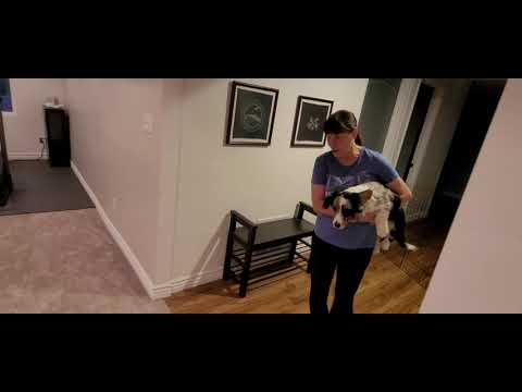 Sameen AKC Virtual Scent Work Test, Beginner Level, 2nd run.