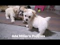 Yochon dogs for sale: Mia - Video 1