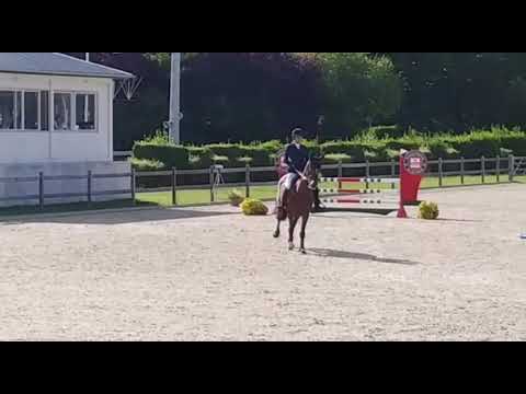 Holsteiner mare, 2015, Dinken x Corland