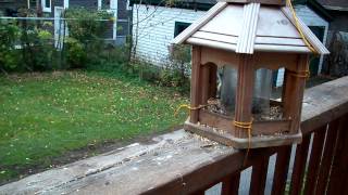preview picture of video 'Feeding the Finches early morning 22 Oct 14'