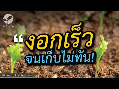 เลื่อนค้อนของ ธ อร์ สิ่งที่เป็นยาแรงที่ดี