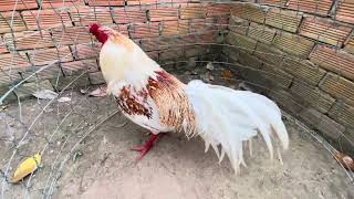 Tốp 4 bé từ 1t7-2t7 @762.8383.34