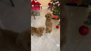 Download lagu CUTEST Christmas dog dancing to Feliz Navidad 😍😍😍 #shorts mp3