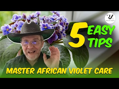 African Violets CARE Mistakes You're Making and How to Fix Them