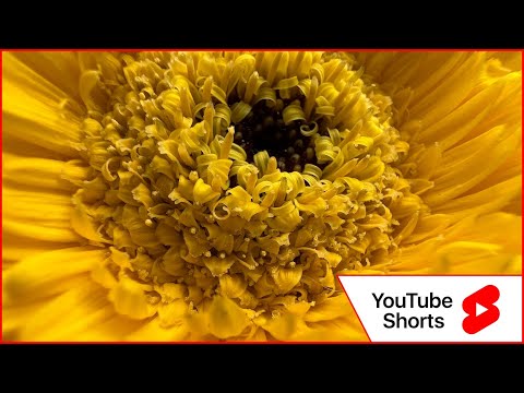 Cómo utilizar la nueva pestaña de Fotos en iOS 13