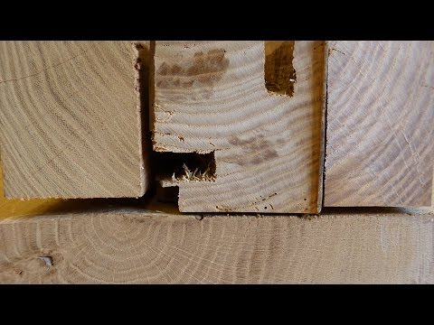 Holzbestimmung: Eiche, Esche, Rüster oder Robinie