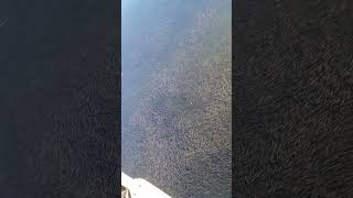 Download lagu Ikan nila di sungai Jepang 🇯🇵 mp3