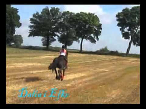 Dalia i Efke - dzikie fryzki w galopach po polach ;)