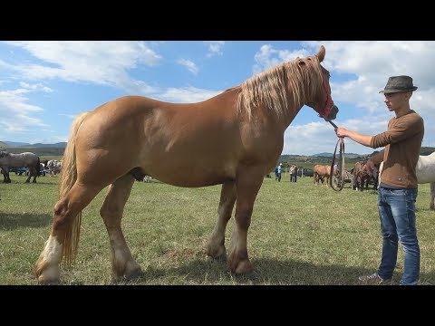 Targ de cai Iara, Cluj  13 Iulie 2017