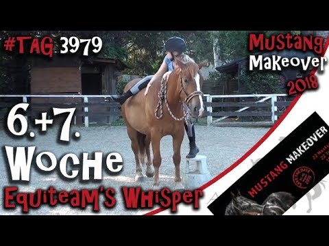 Ich steige auf - Woche 6 + 7 mit Equiteam's Whisper - TAG 3979 - Mustang Makeover