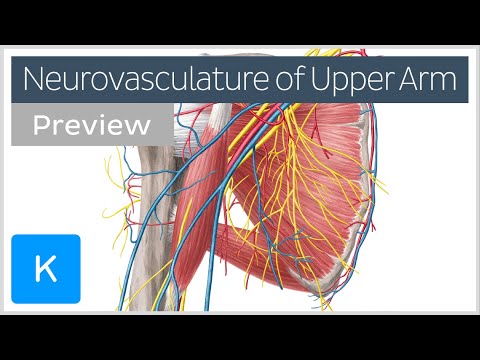 Arteries, veins and nerves of the upper arm and shoulder (preview) - Human Anatomy | Kenhub