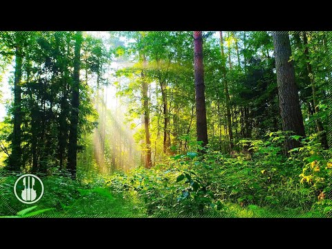 Ein Morgenwald nach dem Regen. Vögel und Naturgeräusche zum Schlafen, Entspannen, Meditieren