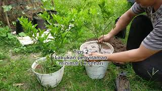 Download lagu Hanya 3 tips ini akan membuat jeruk kasturi di dalam pot berbuah lebat mp3