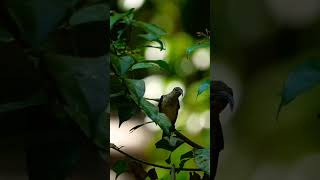 Download lagu Burung Pijantung Riwik Di Alam Liar mp3 Download lagu Burung Pijantung Riwik Di Alam Liar mp3