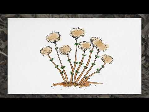 Hortensien schneiden - Die Schnittgruppen einfach erklärt