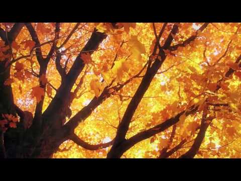 Colors - DeWolf feat. Steklo