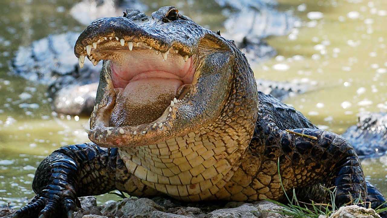 Alligator eats Python 03, Time Lapse Speed 0.5