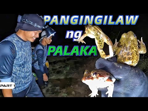 P1-Pangingilaw ng Palaka - EP1047