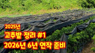 괴산청결고추 고추밭 정리 부직포 걷고 말리고 말고 충북 괴산 감물 풀뿌리농장 석성수 [고추재배방법]
