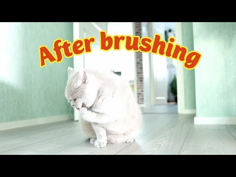 After A Good Brushing | Keeping Paws Clean🐾👅 | Lilac British Shorthair Cat | 4k